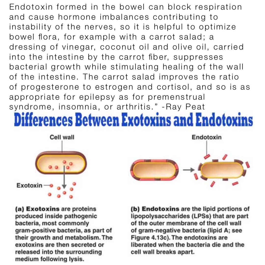 Endotoxin formed in the bowel can block respiration and cause hormone imbalances contributing to instability of the nerves, so it is helpful to optimize bowel flora, for example with a carrot salad; a dressing of vinegar, coconut oil and olive oil, carried into the intestine by the carrot fiber, suppresses bacterial growth while stimulating healing of the wall of the intestine. The carrot salad improves the ratio of progesterone to estrogen and cortisol, and so is as appropriate for epilepsy as for premenstrual syndrome, insomnia, or arthritis.” -Ray Peat