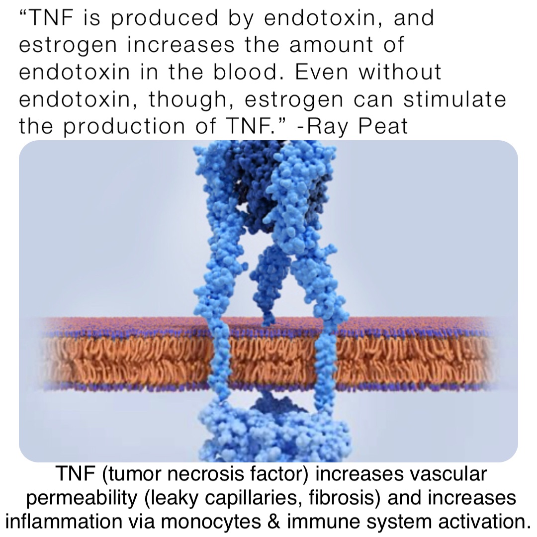 “TNF is produced by endotoxin, and estrogen increases the amount of endotoxin in the blood. Even without endotoxin, though, estrogen can stimulate the production of TNF.” -Ray Peat TNF (tumor necrosis factor) increases vascular permeability (leaky capillaries, fibrosis) and increases inflammation via monocytes & immune system activation.