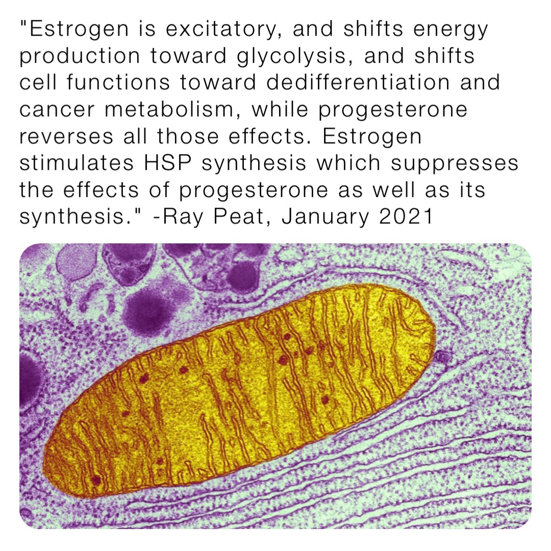 "Estrogen is excitatory, and shifts energy production toward glycolysis, and shifts cell functions toward dedifferentiation and cancer metabolism, while progesterone reverses all those effects. Estrogen stimulates HSP synthesis which suppresses the effects of progesterone as well as its synthesis." -Ray Peat, January 2021