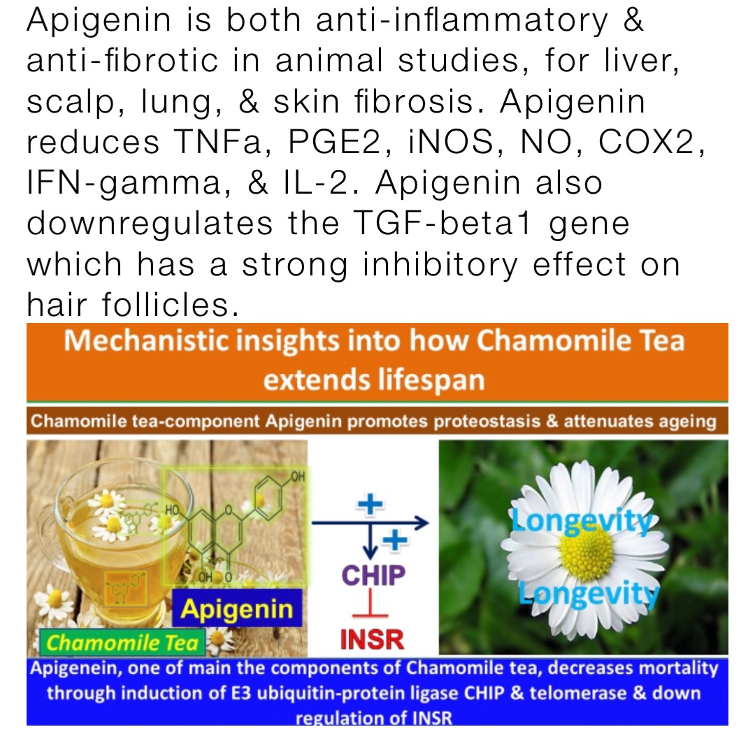 Apigenin is both anti-inflammatory & anti-fibrotic in animal studies, for liver, scalp, lung, & skin fibrosis. Apigenin reduces TNFa, PGE2, iNOS, NO, COX2, IFN-gamma, & IL-2. Apigenin also downregulates the TGF-beta1 gene which has a strong inhibitory effect on hair follicles.