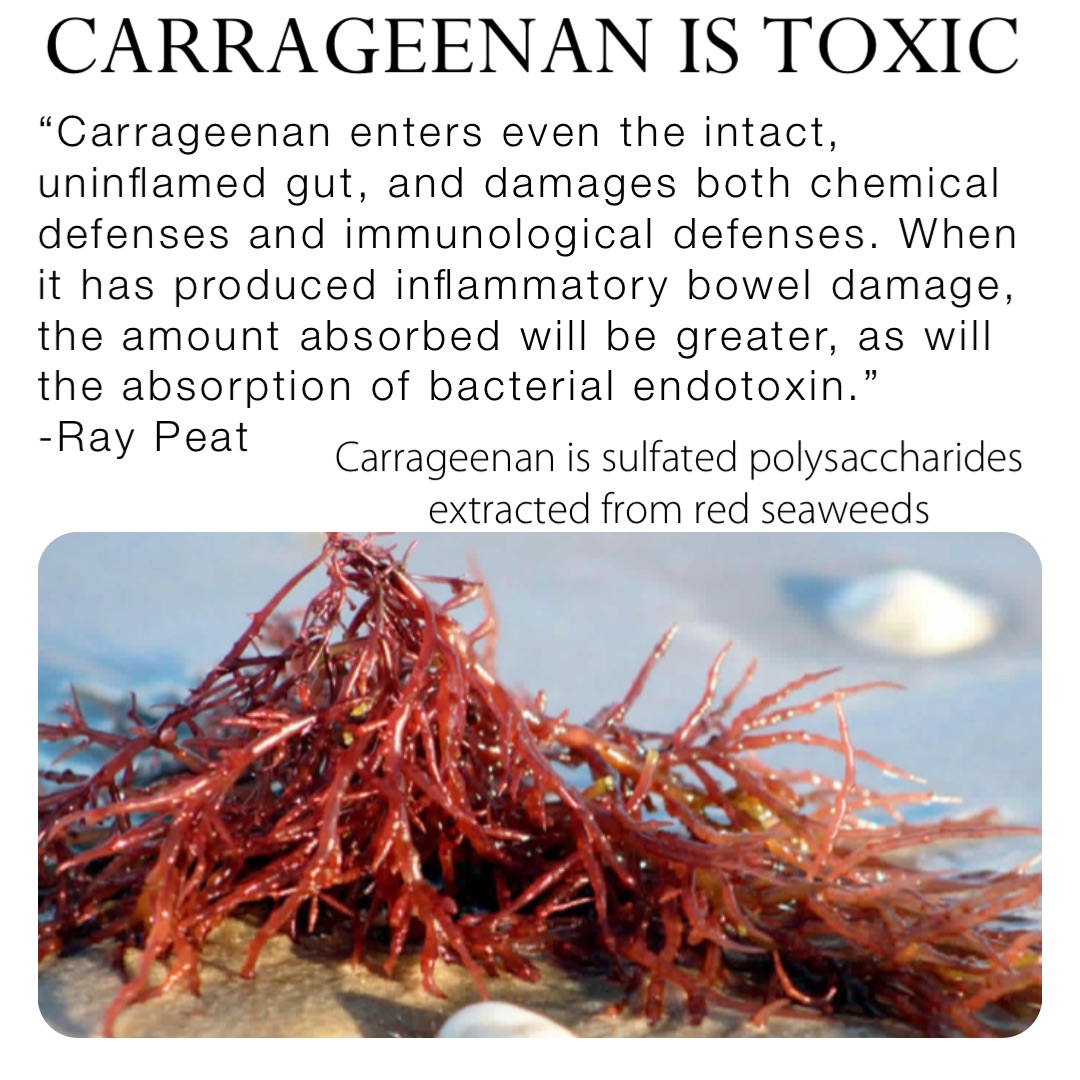 “Carrageenan enters even the intact, uninflamed gut, and damages both chemical defenses and immunological defenses. When it has produced inflammatory bowel damage, the amount absorbed will be greater, as will the absorption of bacterial endotoxin.” 
-Ray Peat Carrageenan is sulfated polysaccharides extracted from red seaweeds CARRAGEENAN IS TOXIC