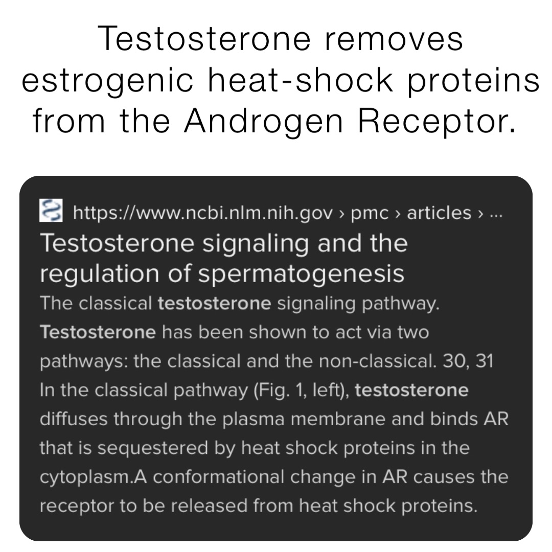 Testosterone removes estrogenic heat-shock proteins from the Androgen Receptor.