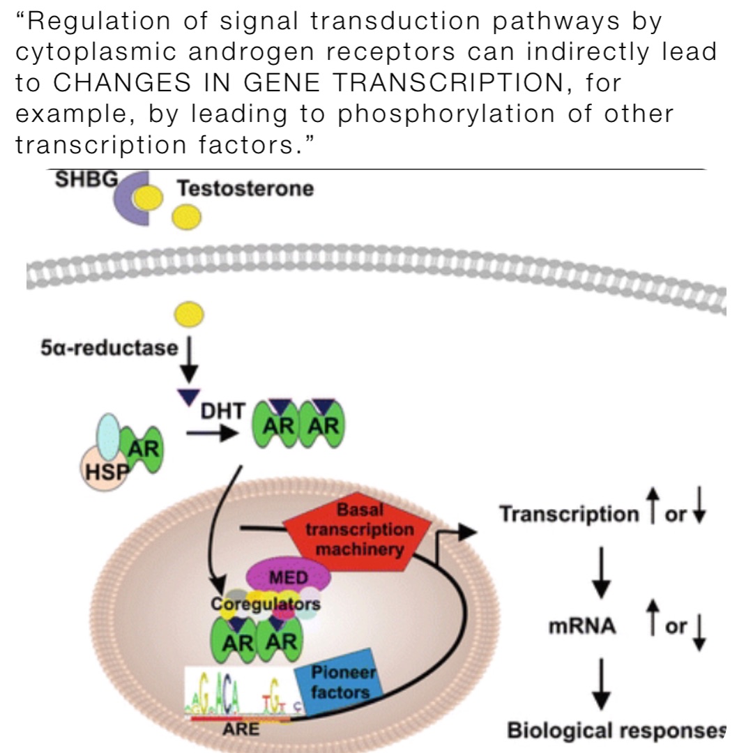 “Regulation of signal transduction pathways by cytoplasmic androgen receptors can indirectly lead to CHANGES IN GENE TRANSCRIPTION, for example, by leading to phosphorylation of other transcription factors.”