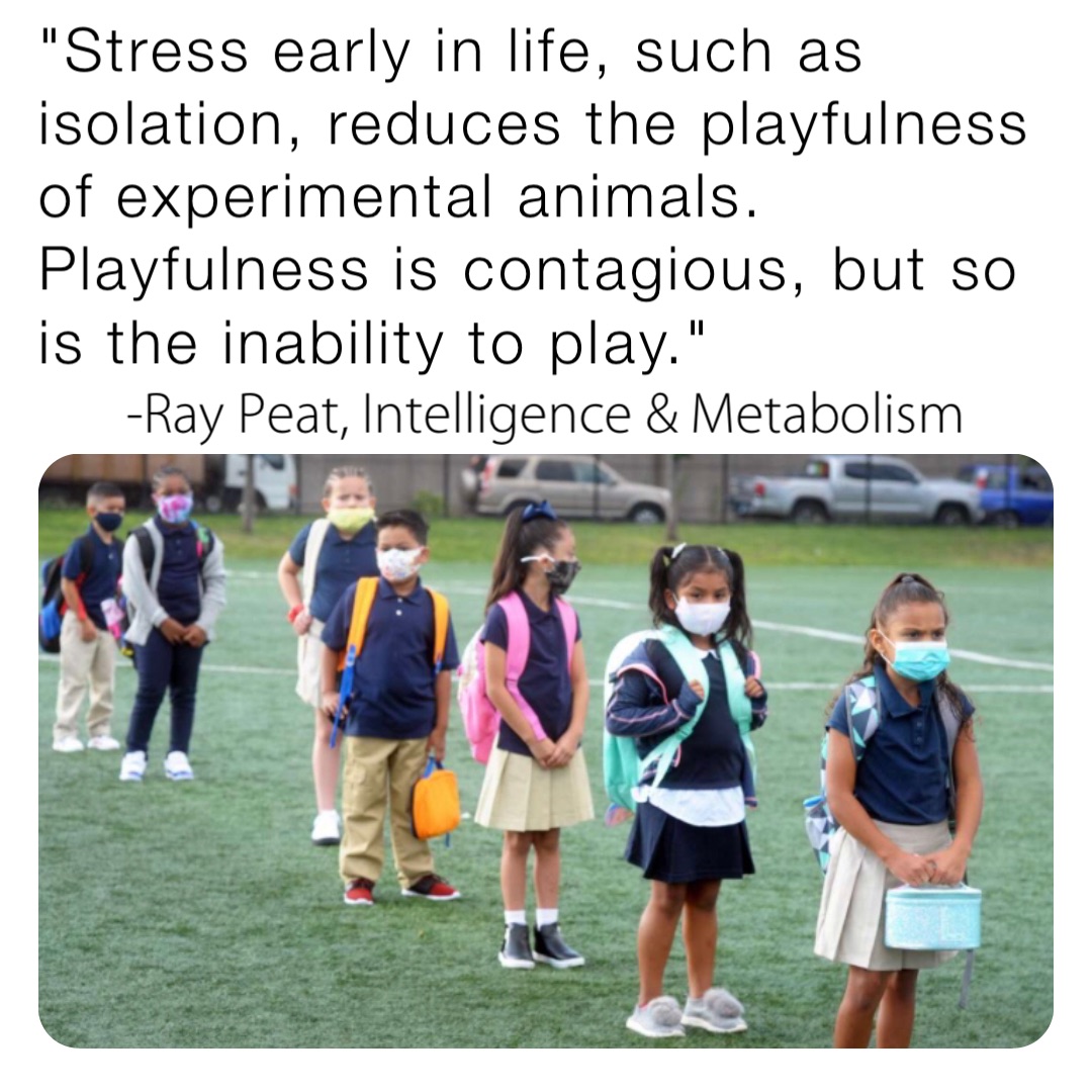 "Stress early in life, such as isolation, reduces the playfulness of experimental animals. Playfulness is contagious, but so is the inability to play." -Ray Peat, Intelligence & Metabolism