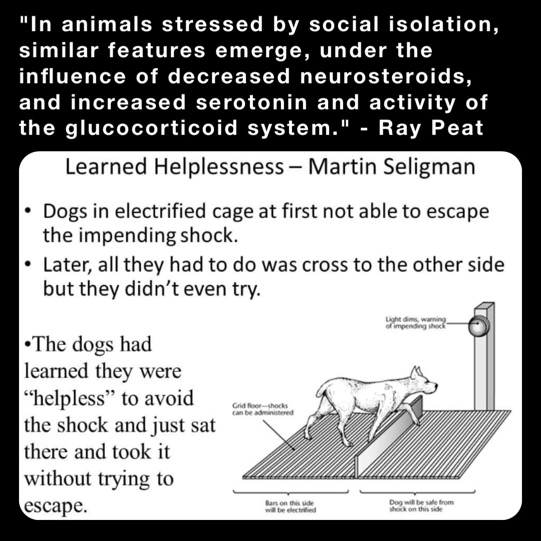 "In animals stressed by social isolation, similar features emerge, under the influence of decreased neurosteroids, and increased serotonin and activity of the glucocorticoid system." - Ray Peat