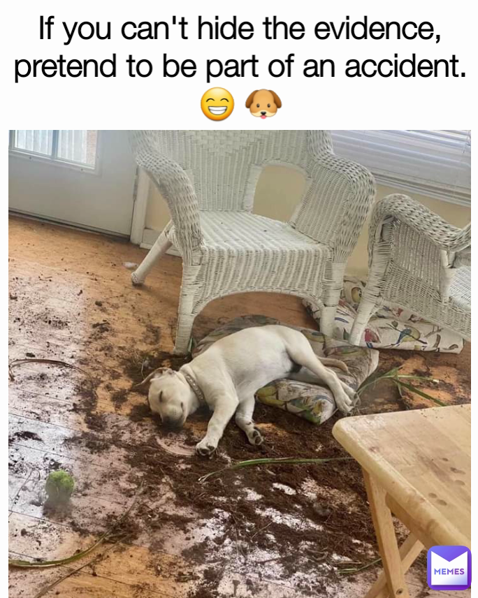 If you can't hide the evidence, pretend to be part of an accident. 😁 🐶