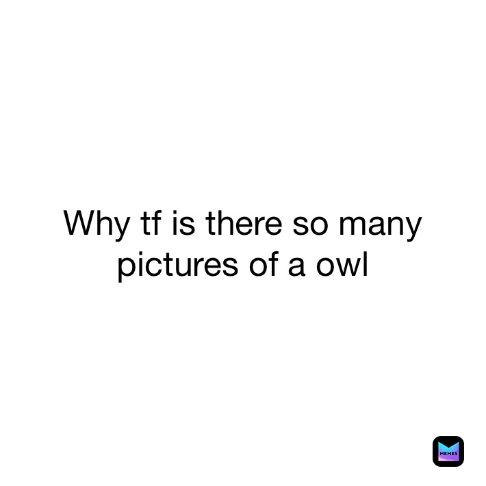 Why tf is there so many pictures of a owl 