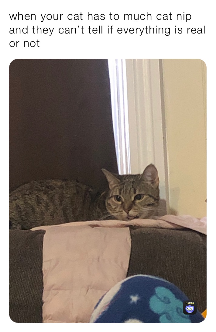 when your cat has to much cat nip and they can’t tell if everything is real or not