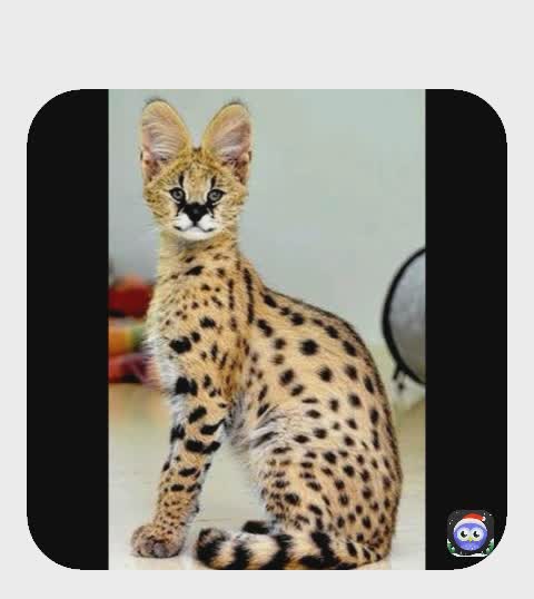 Meme by bigduffstuff