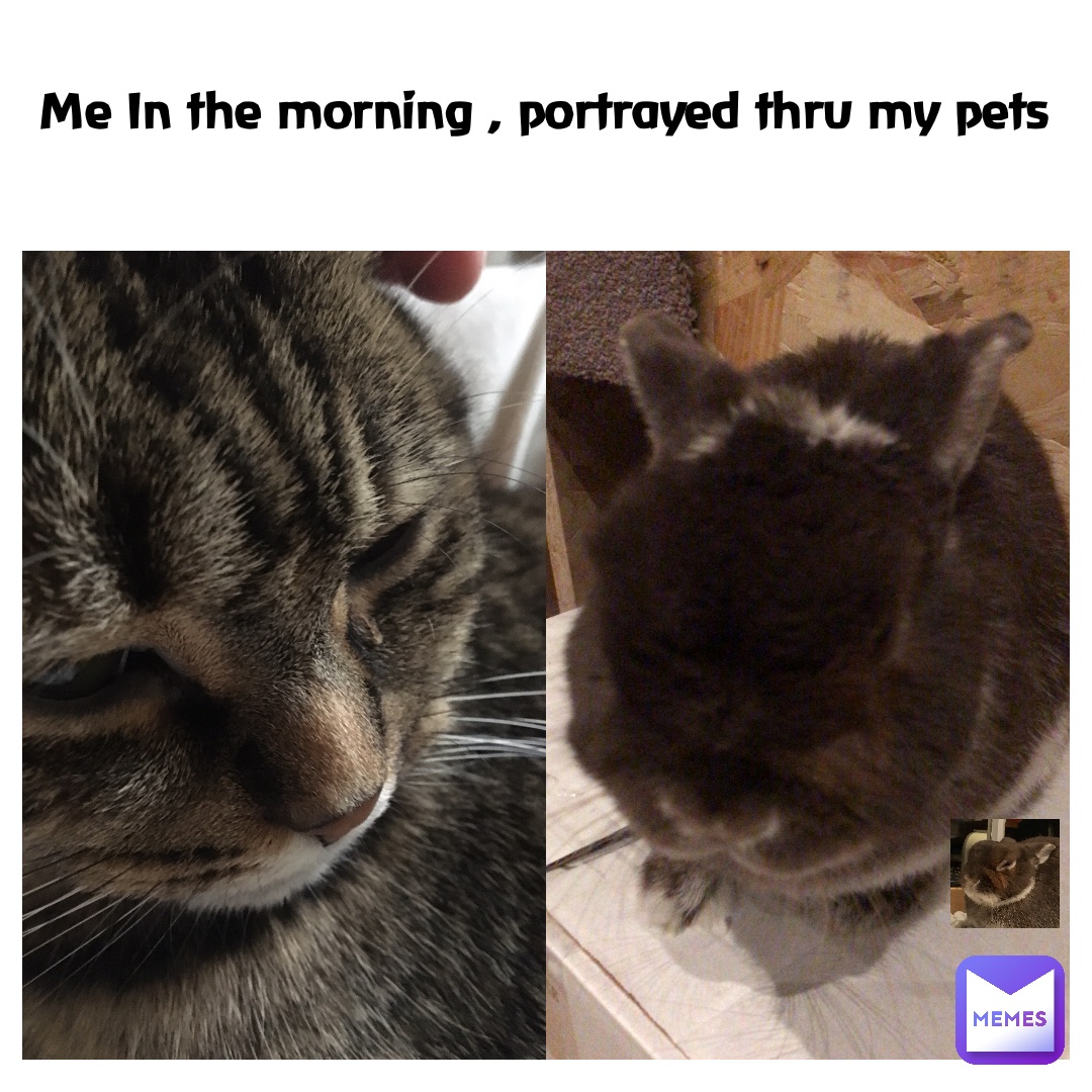 Me In the morning , portrayed thru my pets