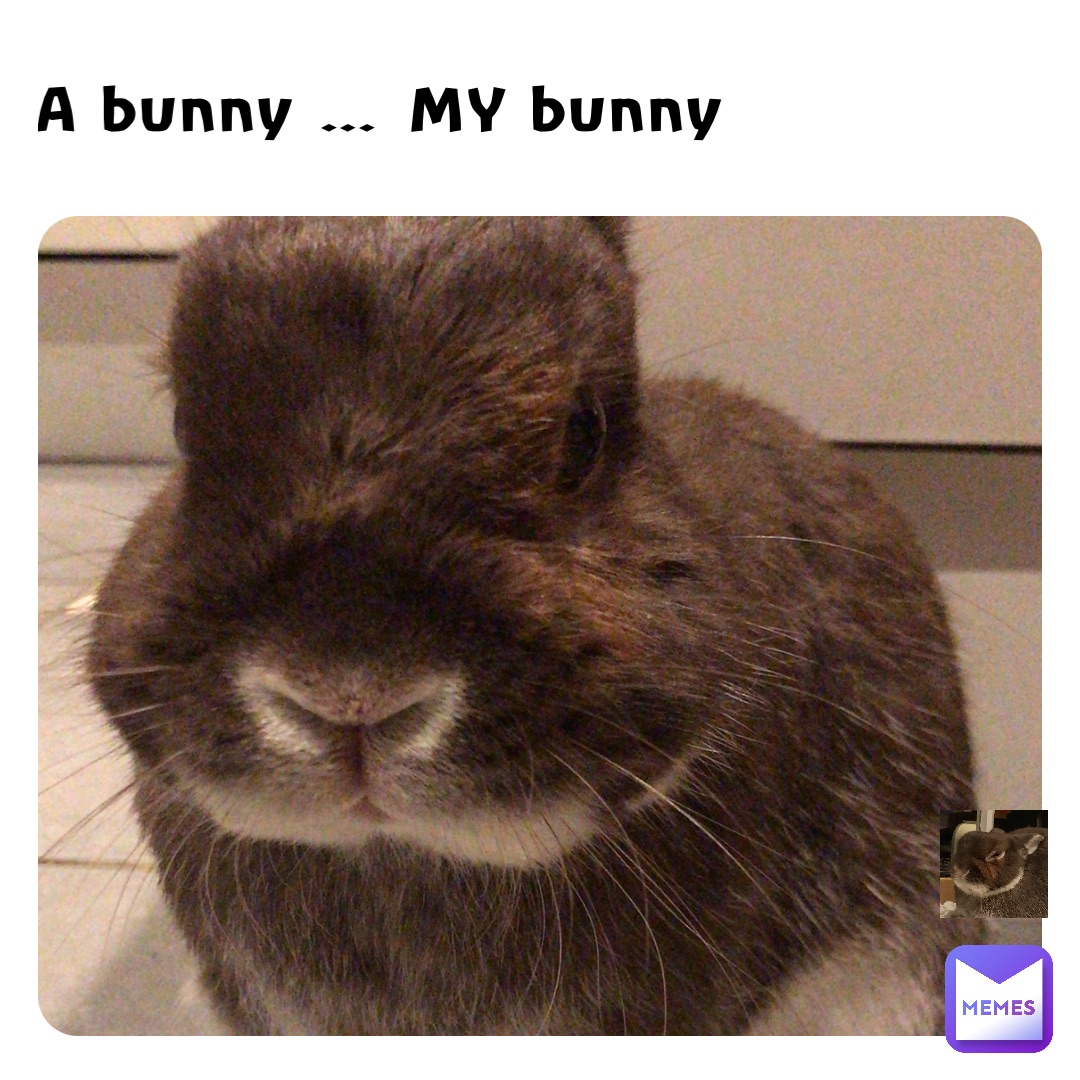 A bunny … MY bunny
