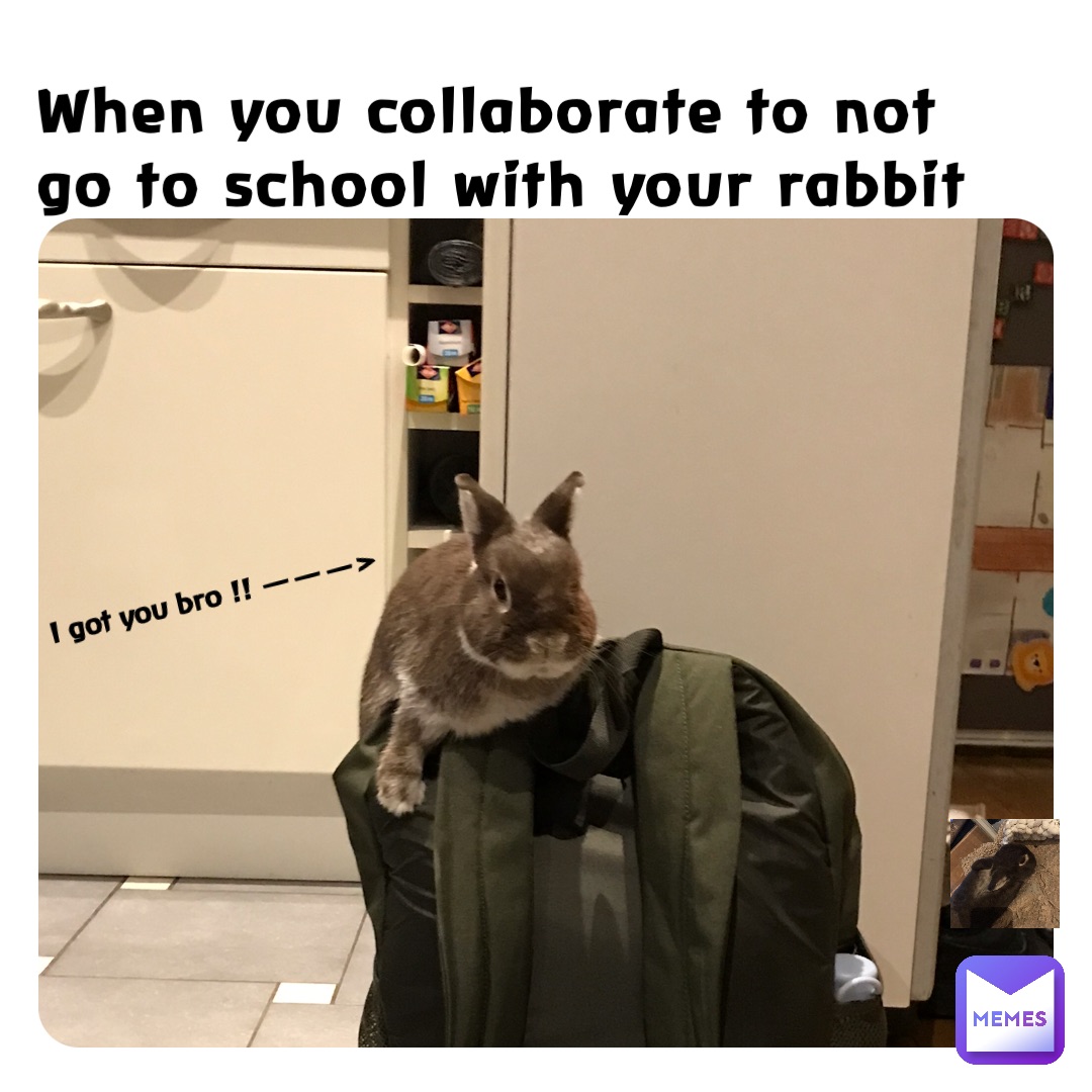 When you collaborate to not go to school with your rabbit