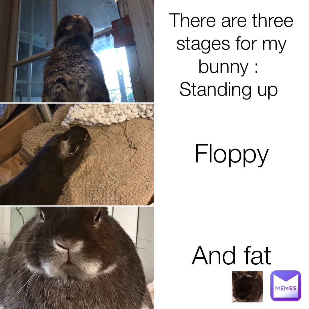 There are three stages for my bunny Standing up Floppy And fat