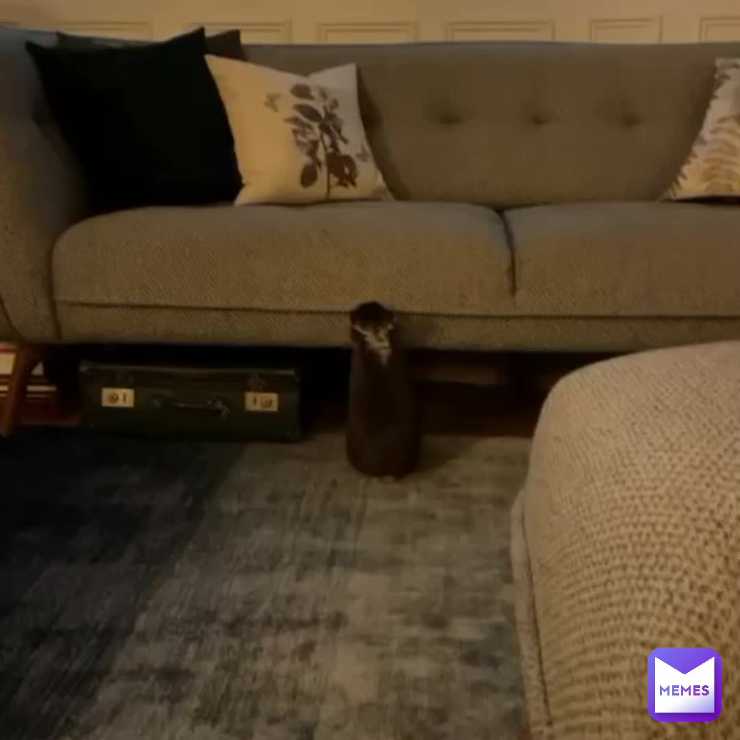 Bunny’s jumping is something you would think is a cliché   #pets  #bunnyes