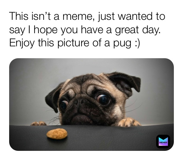 This isn’t a meme, just wanted to say I hope you have a great day. Enjoy this picture of a pug :)