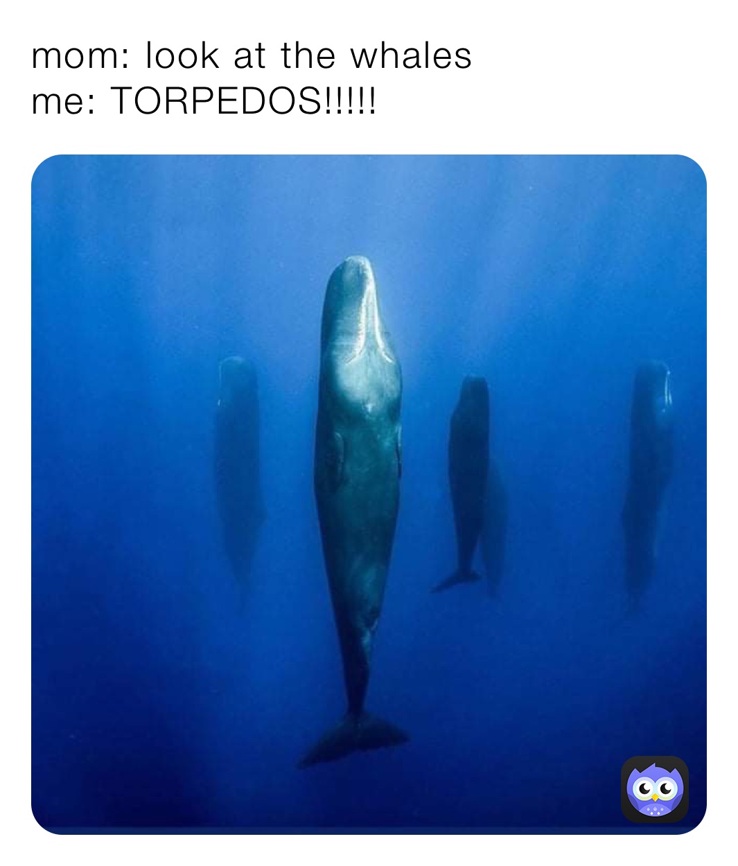 mom: look at the whales 
me: TORPEDOS!!!!!