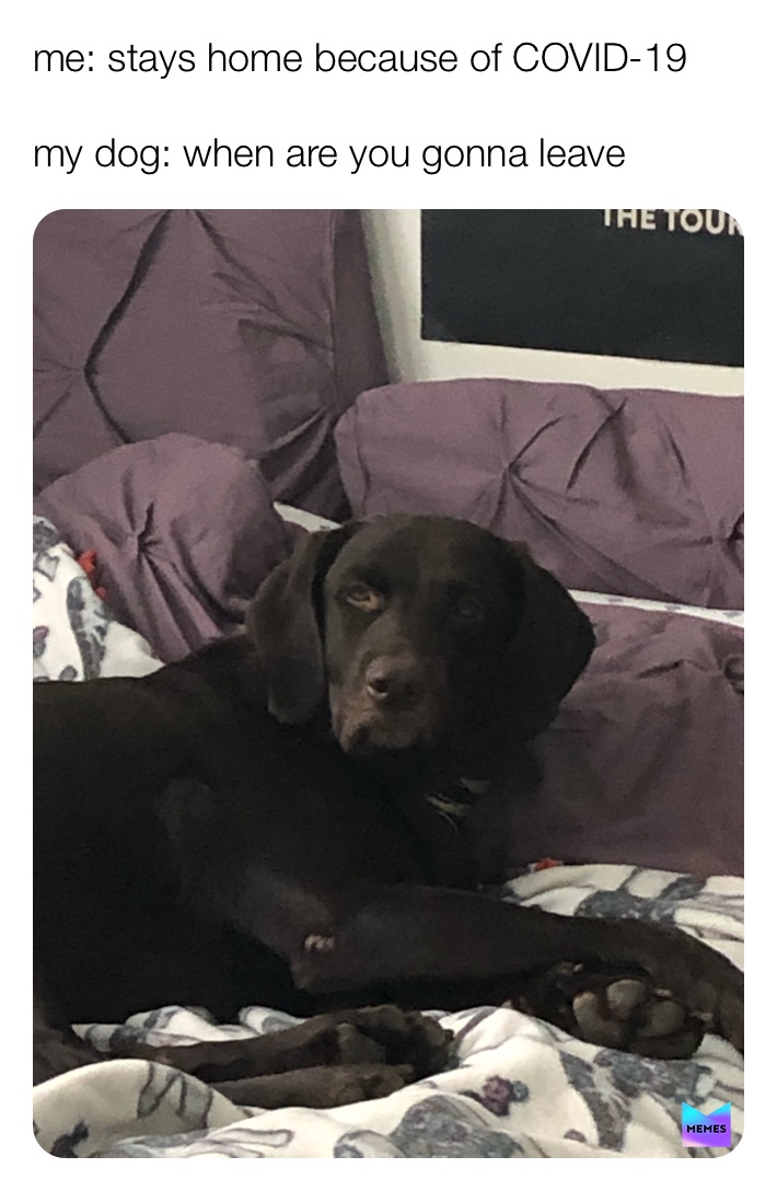 Meme by stella_comparato