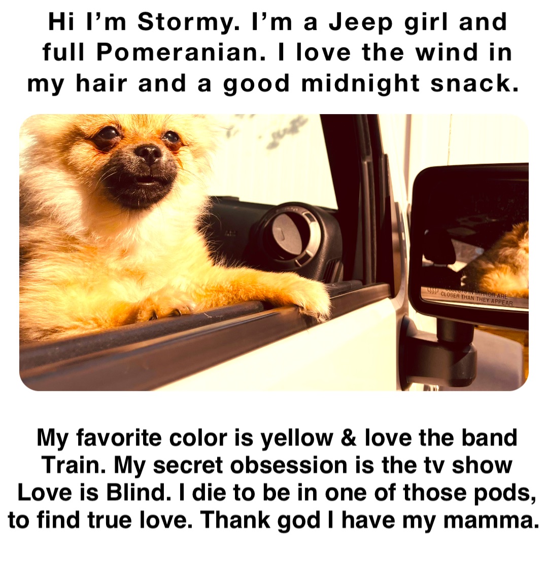 Hi I’m Stormy. I’m a Jeep girl and full Pomeranian. I love the wind in my hair and a good midnight snack. My favorite color is yellow & love the band Train. My secret obsession is the tv show Love is Blind. I die to be in one of those pods, to find true love. Thank god I have my mamma.