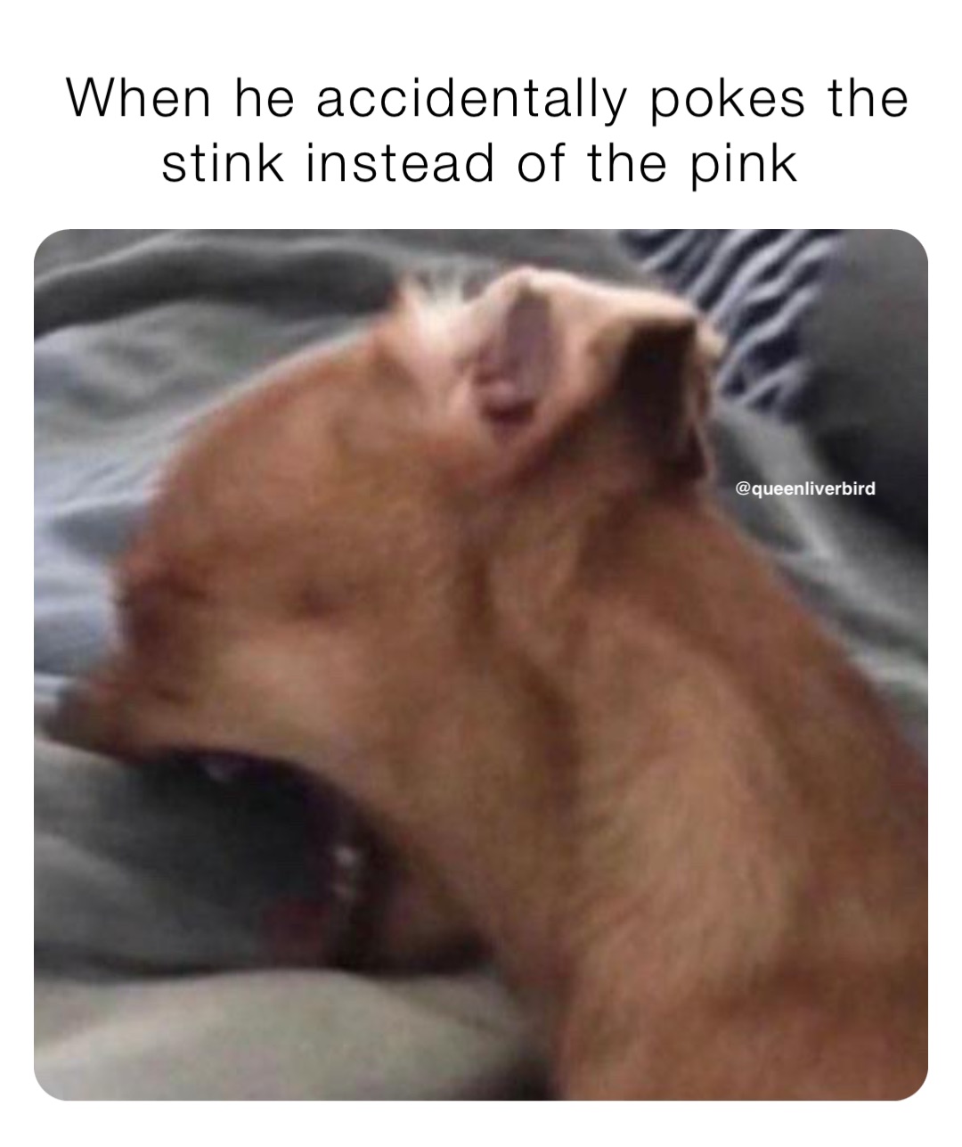 When he accidentally pokes the stink instead of the pink @queenliverbird