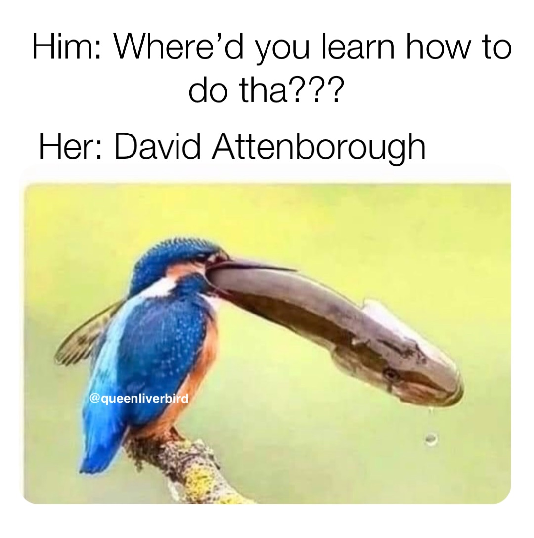 Him: Where’d you learn how to do tha??? @queenliverbird Her: David Attenborough