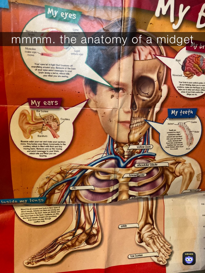 mmmm. the anatomy of a midget 