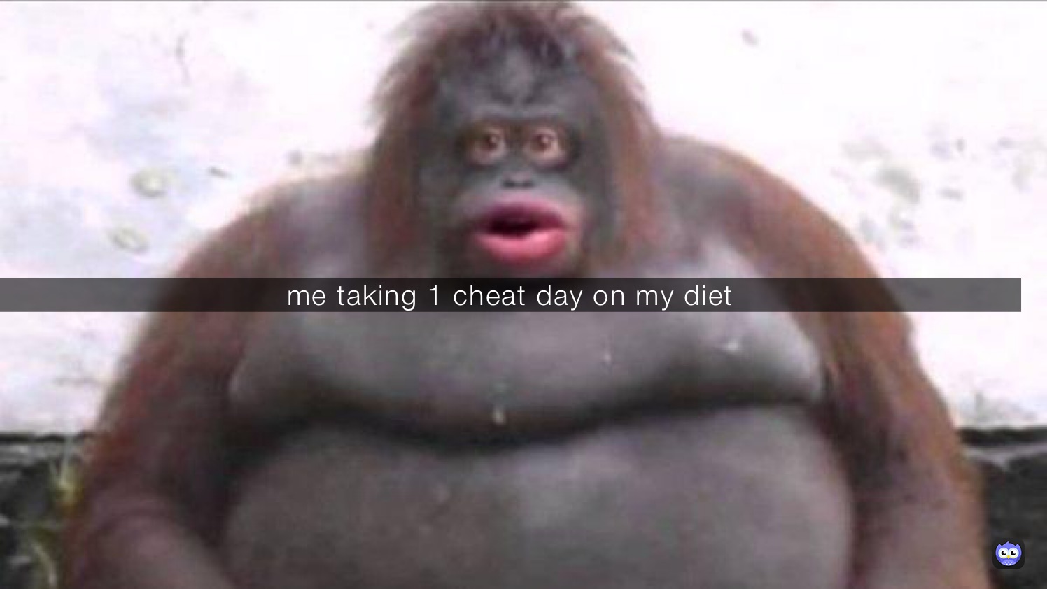 me taking 1 cheat day on my diet