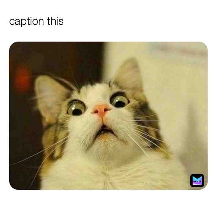 Best caption wins!! 🤣  #memechallenge