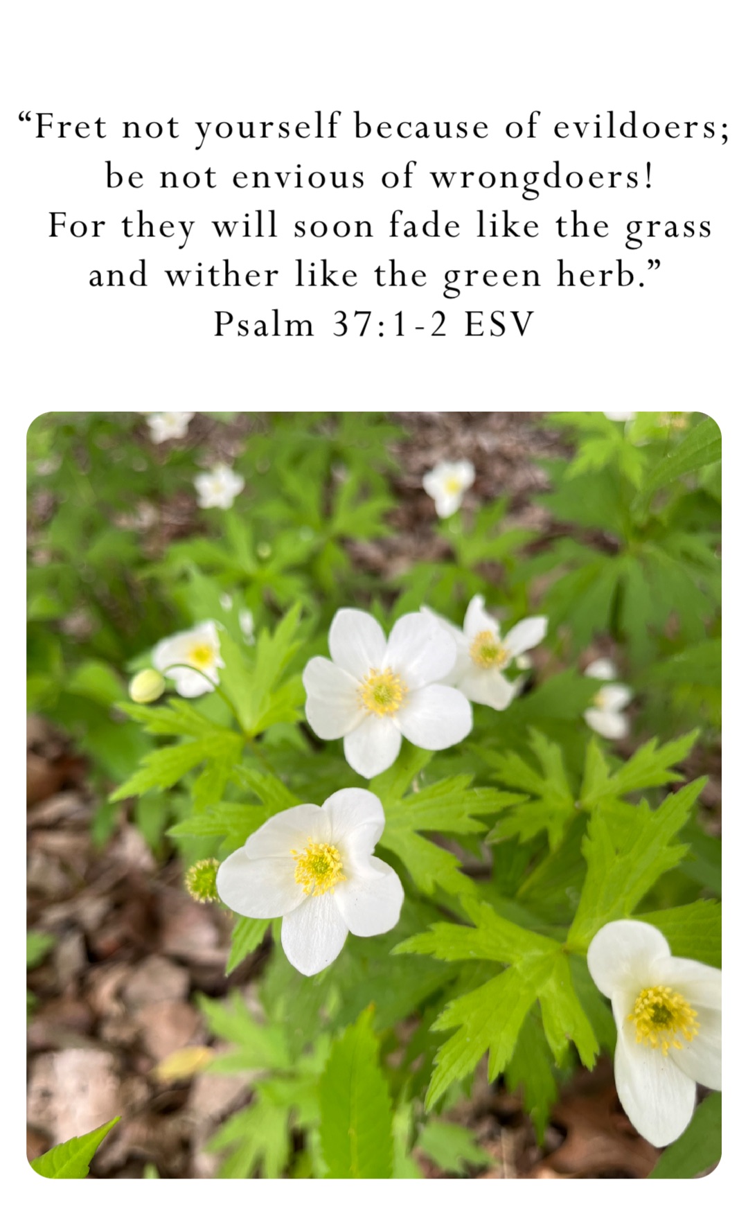 “Fret not yourself because of evildoers; be not envious of wrongdoers! 
For they will soon fade like the grass and wither like the green herb.”
‭‭Psalm‬ ‭37‬:‭1‬-‭2‬ ‭ESV‬‬