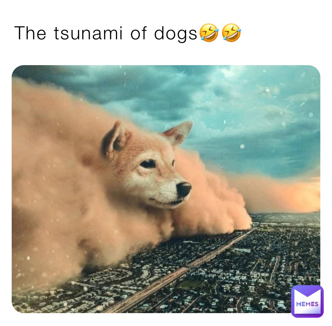 The tsunami of dogs🤣🤣