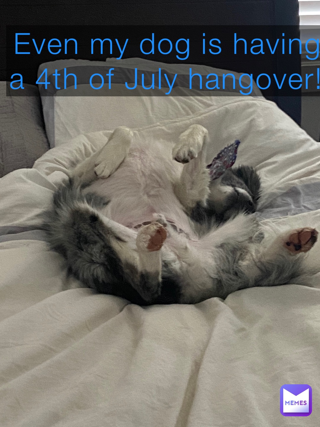 Even my dog is having a 4th of July hangover!