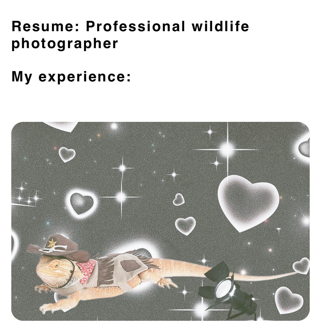 Resume: Professional wildlife photographer

My experience: