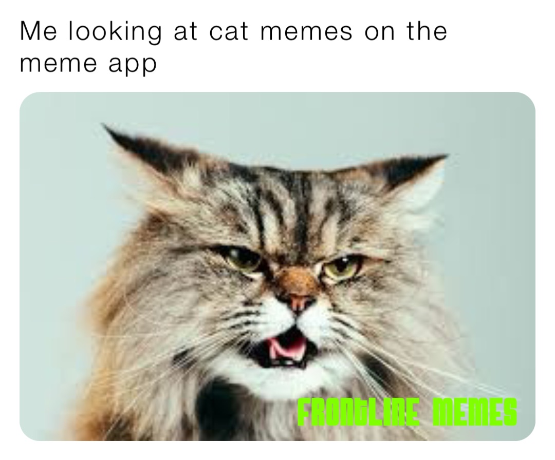 Me looking at cat memes on the meme app