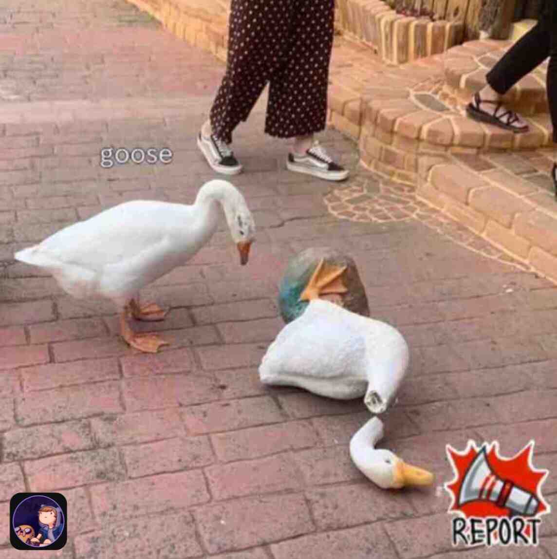 It must report #memes