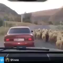 Sheep heist