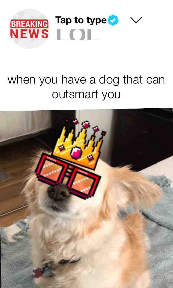 THIS DOG IS SO OP OR ITS JUST SPOILED