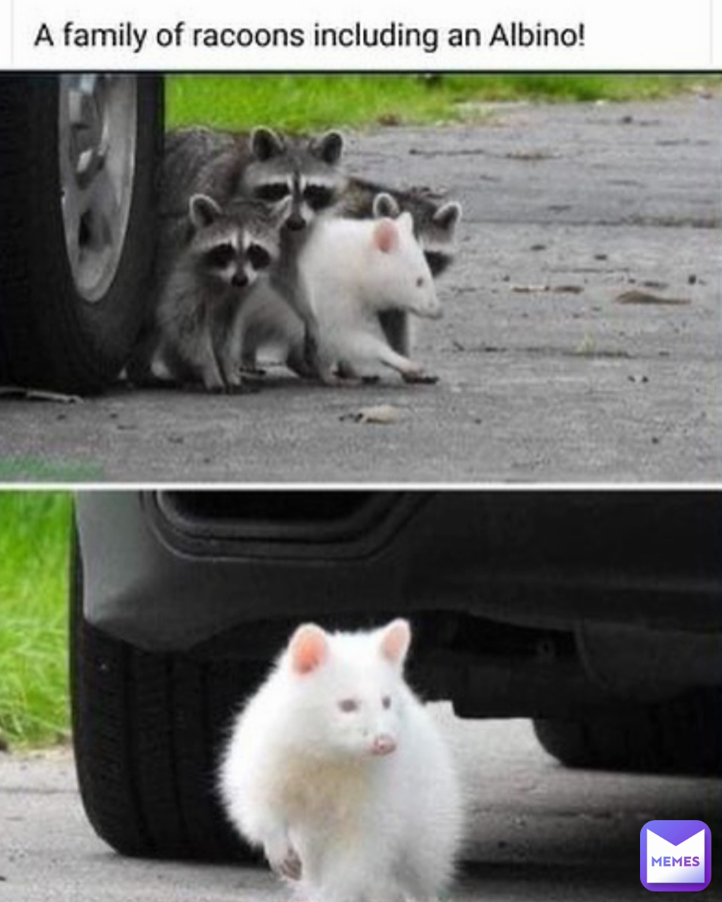 Meme by cactus_senpai