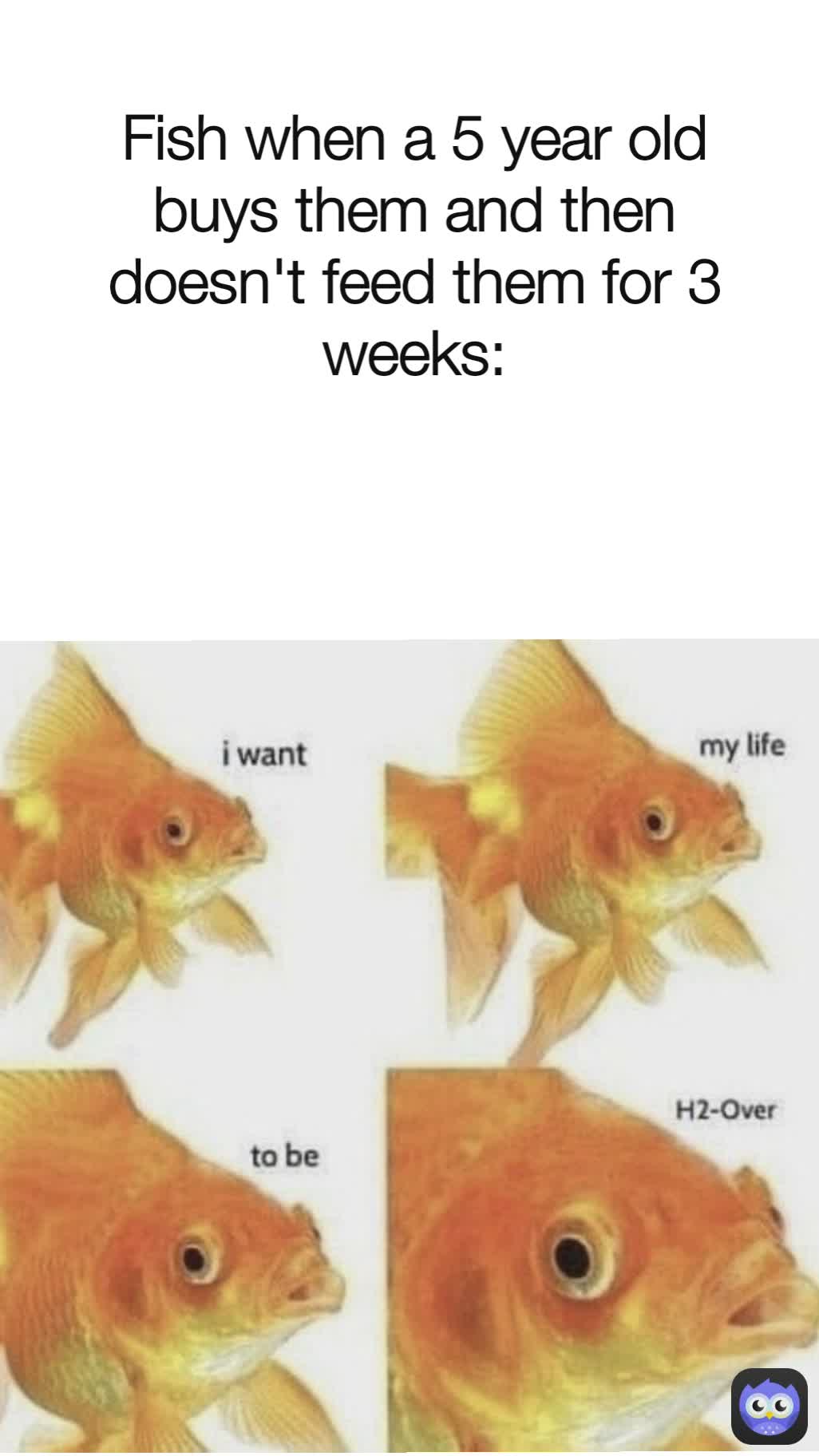 Fish when a 5 year old buys them and then doesn't feed them for 3 weeks: