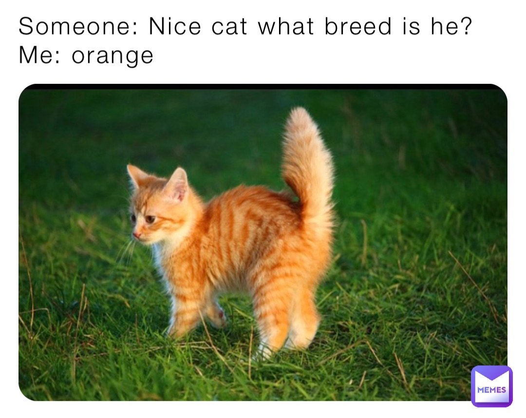 Someone: Nice cat what breed is he?
Me: orange