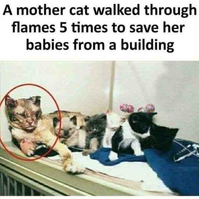 Salute this mother now.  #stanpines2024  #cat