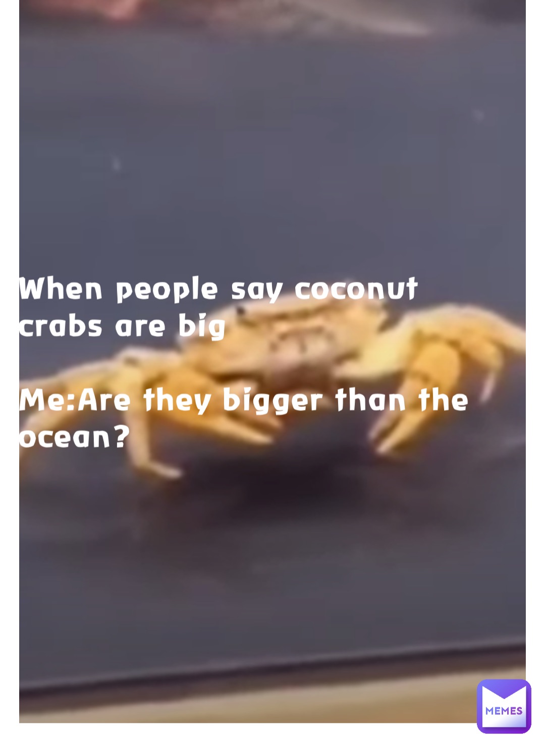 When people say coconut crabs are big

Me:Are they bigger than the ocean?