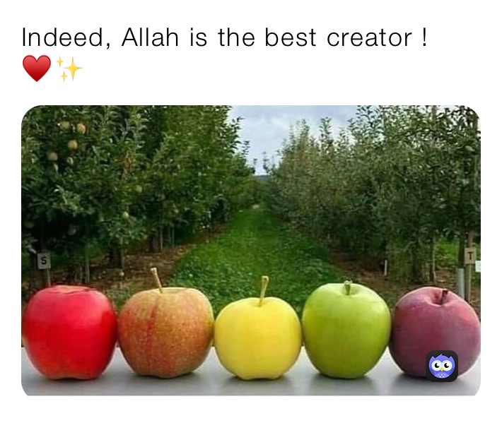 Indeed, Allah is the best creator ! ♥️✨