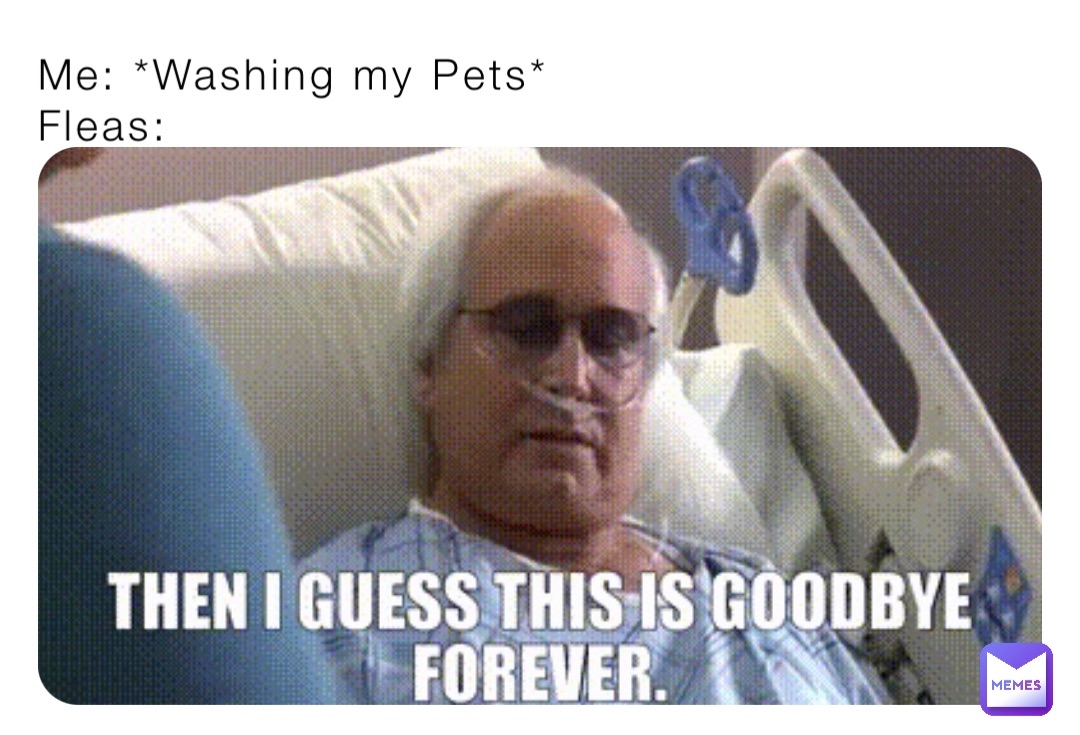 Me: *Washing my Pets* 
Fleas: