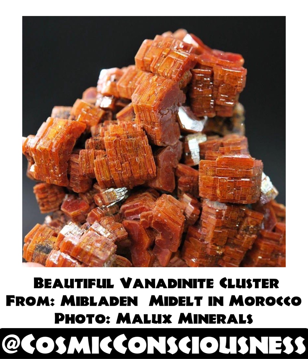 Beautiful Vanadinite Cluster 
From: Mibladen  Midelt in Morocco
Photo: Malux Minerals @CosmicConsciousness