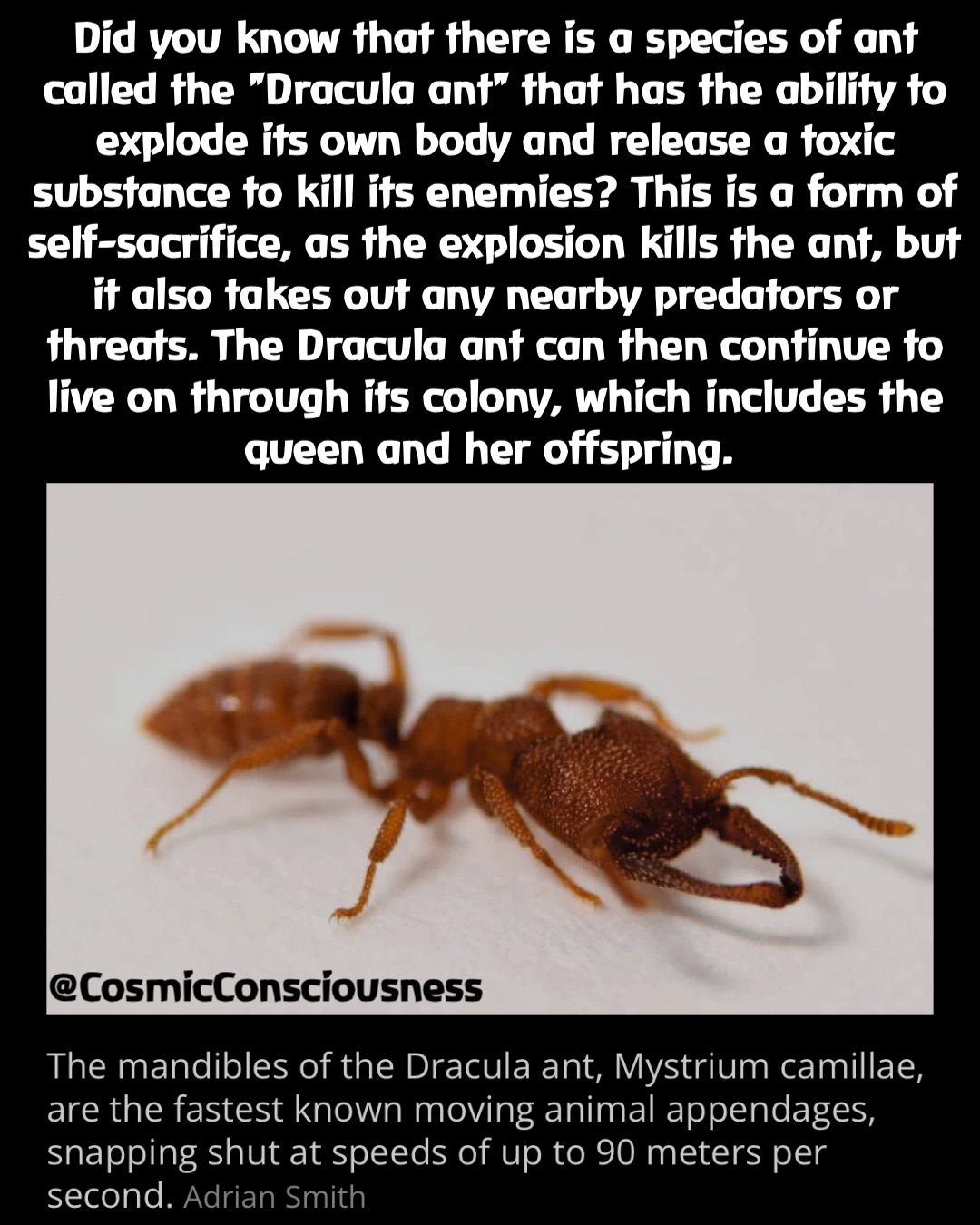 Did you know that there is a species of ant called the "Dracula ant" that has the ability to explode its own body and release a toxic substance to kill its enemies? This is a form of self-sacrifice, as the explosion kills the ant, but it also takes out any nearby predators or threats. The Dracula ant can then continue to live on through its colony, which includes the queen and her offspring. @CosmicConsciousness