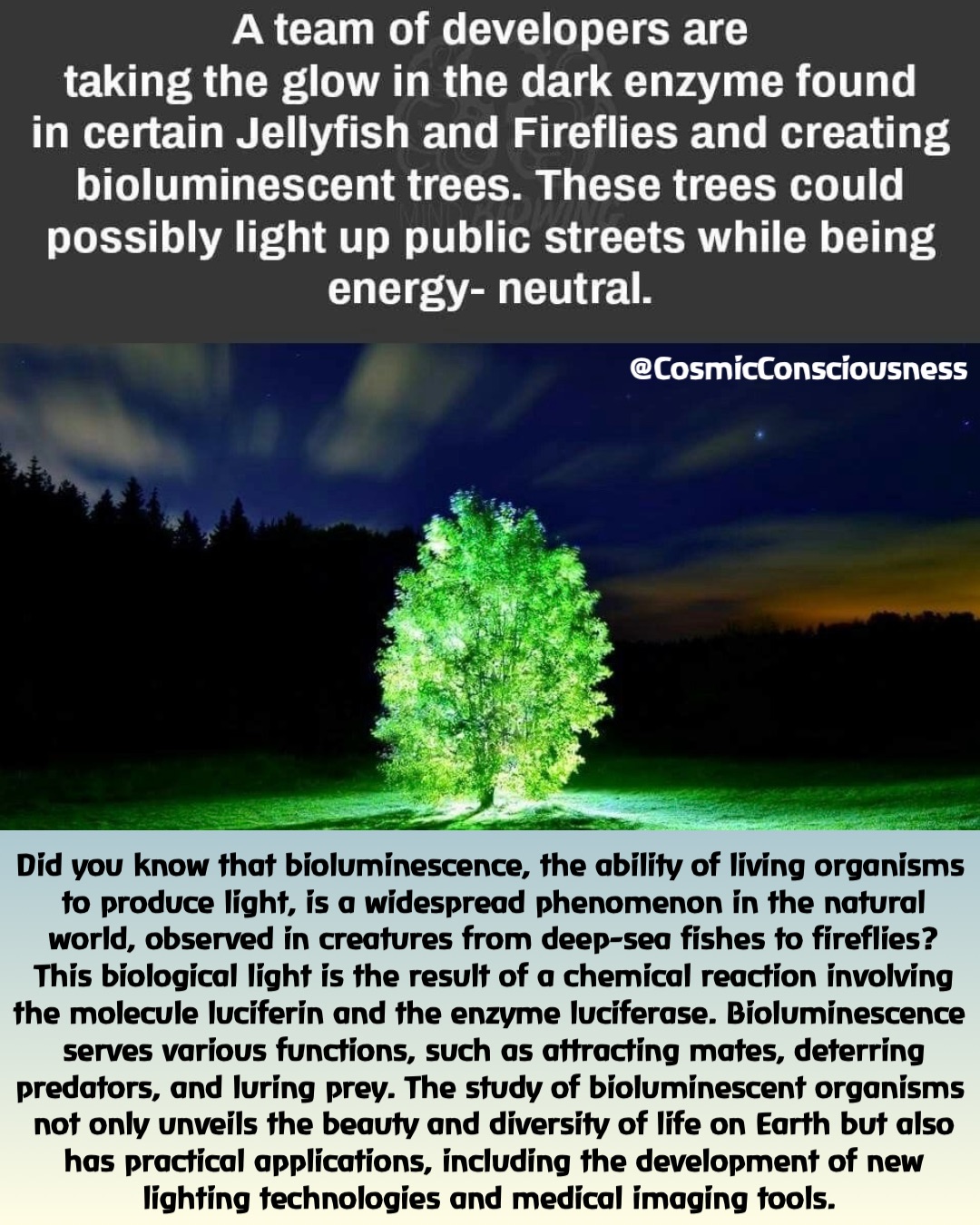 Did you know that bioluminescence, the ability of living organisms to produce light, is a widespread phenomenon in the natural world, observed in creatures from deep-sea fishes to fireflies? This biological light is the result of a chemical reaction involving the molecule luciferin and the enzyme luciferase. Bioluminescence serves various functions, such as attracting mates, deterring predators, and luring prey. The study of bioluminescent organisms not only unveils the beauty and diversity of life on Earth but also has practical applications, including the development of new lighting technologies and medical imaging tools. @CosmicConsciousness