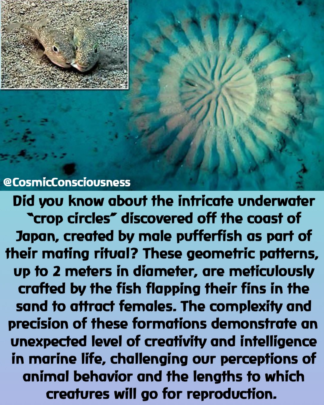 Did you know about the intricate underwater “crop circles” discovered off the coast of Japan, created by male pufferfish as part of their mating ritual? These geometric patterns, up to 2 meters in diameter, are meticulously crafted by the fish flapping their fins in the sand to attract females. The complexity and precision of these formations demonstrate an unexpected level of creativity and intelligence in marine life, challenging our perceptions of animal behavior and the lengths to which creatures will go for reproduction. @CosmicConsciousness
