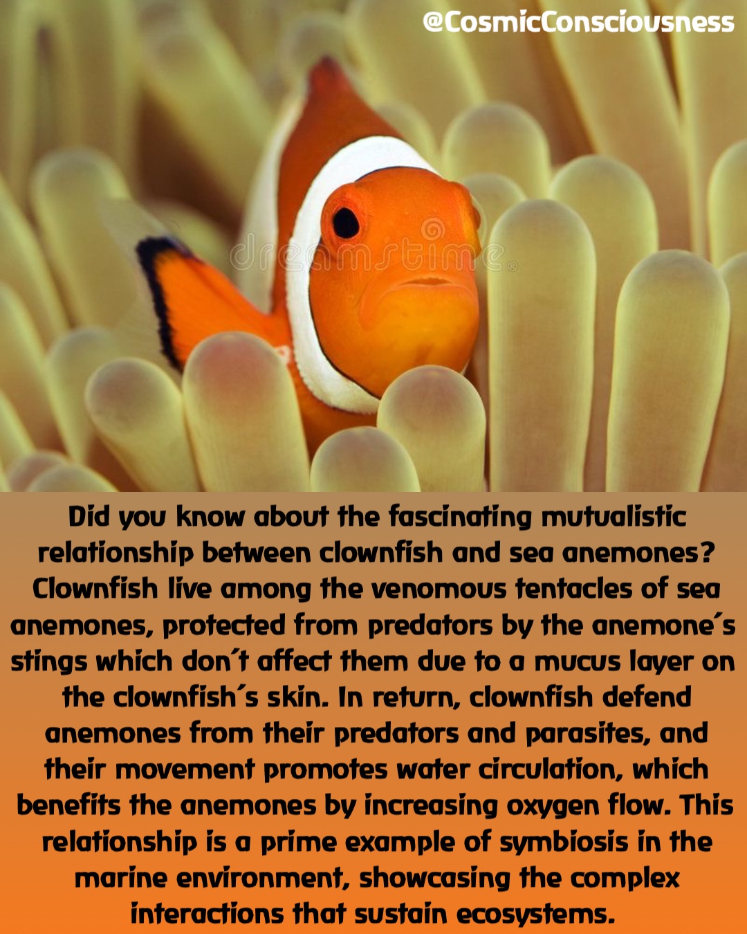 Did you know about the fascinating mutualistic relationship between clownfish and sea anemones? Clownfish live among the venomous tentacles of sea anemones, protected from predators by the anemone’s stings which don’t affect them due to a mucus layer on the clownfish’s skin. In return, clownfish defend anemones from their predators and parasites, and their movement promotes water circulation, which benefits the anemones by increasing oxygen flow. This relationship is a prime example of symbiosis in the marine environment, showcasing the complex interactions that sustain ecosystems. @CosmicConsciousness