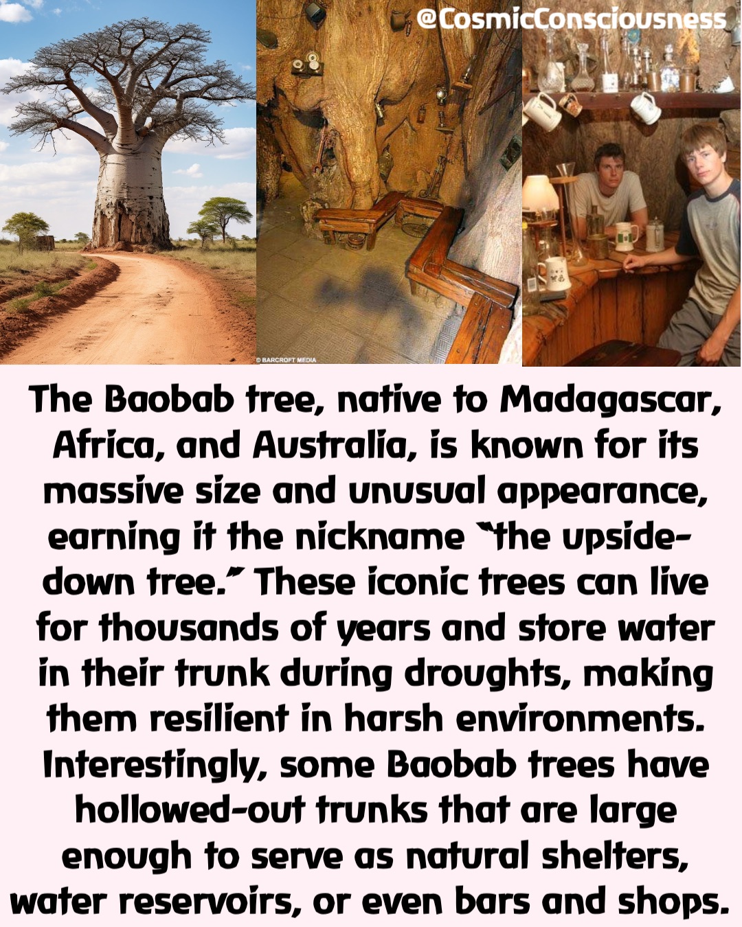 The Baobab tree, native to Madagascar, Africa, and Australia, is known for its massive size and unusual appearance, earning it the nickname “the upside-down tree.” These iconic trees can live for thousands of years and store water in their trunk during droughts, making them resilient in harsh environments. Interestingly, some Baobab trees have hollowed-out trunks that are large enough to serve as natural shelters, water reservoirs, or even bars and shops. @CosmicConsciousness