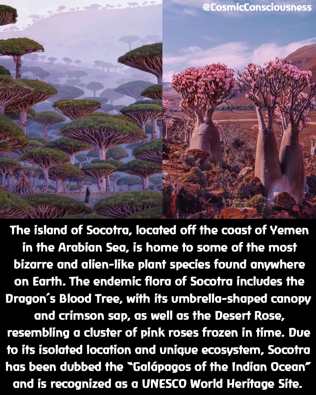 The island of Socotra, located off the coast of Yemen in the Arabian Sea, is home to some of the most bizarre and alien-like plant species found anywhere on Earth. The endemic flora of Socotra includes the Dragon’s Blood Tree, with its umbrella-shaped canopy and crimson sap, as well as the Desert Rose, resembling a cluster of pink roses frozen in time. Due to its isolated location and unique ecosystem, Socotra has been dubbed the “Galápagos of the Indian Ocean” and is recognized as a UNESCO World Heritage Site. @CosmicConsciousness