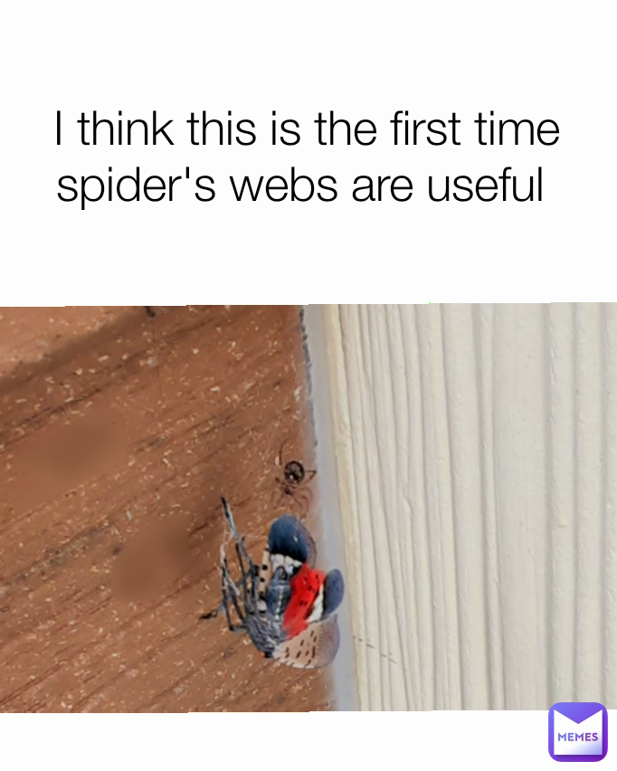 I think this is the first time spider's webs are useful 